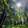 Studija: Drveće možda skladišti manje ugljen-dioksida nego što se ranije mislilo