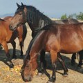 Dirljive slike sa Stolova -Dok planina gori oni čekaju svoje ljude