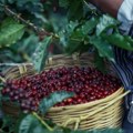 Zrna bez kofeina još na poljima kafe – koliko je moguće