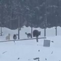 Medvedi napali radnike i aktivistu: Opasni susreti sa zverima: Pokušali su da ih oteraju, nisu uspeli (video)