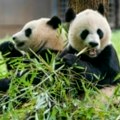 Vraćaju se pande iz Kine u Vašington