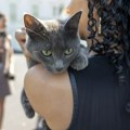 Mačke mogu da razlikuju miris vlasnika od mirisa stranaca
