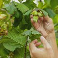 Mraz u Turskoj diže cenu lešnika, Srbija pred poskupljenjem slatkiša