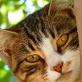 Traži se fotogenična cica s pogledom koji skenira „Mjaudicija” otvorena do 30. avgusta