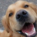 Veterinari otkrivaju mračno značenje psećeg "osmeha": Skoro niko ne shvata da ljubimac vapi za pomoć