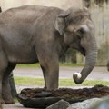 Slon 14 godina proganjao porodicu u Nepalu, pa usmrtio ženu i dete