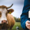 Programeri napravili mapu seoskih domaćinstava koja prodaju mleko „na flašu“