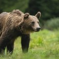 Medved pregažen na putu Gostivar-Ohrid