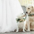 Pseća venčanja su najnoviji trend u Kini, vlasnici ne štede novac za bračnu sreću četvoronožnih prijatelja