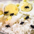 Stavite samo jednu grančicu ove biljke na sto i muve će nestati