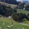 Zbog korupcije od 2009. zaplenjeno 40.300 kvadrata, 26 ovaca i jedna koza
