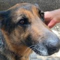 Ljubav na prvi lavež: Kako je vojni pas Irna pronašla novi dom