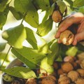 U srcu Bačke nikla najmodernija plantaža oraha u jugoistočnoj Evropi