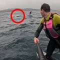 "Nemoj da padneš!" Ajkula od 4 metra prestravila surfere: Pratila ih na otvorenom moru, jeziva scena