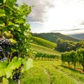 Vinarija Vilotijević dobila odobrenje za gradnju vinskog kompleksa u Sremskim Karlovcima