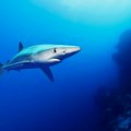 Jeziv napad ajkule: Žena stradala dok je plivala, dve plaže hitno zatvorene