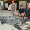 Ulovljen najveći aligator ikada Lovci savladali rečnog monstruma: Borba je trajala cele noći