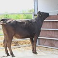 U okolini Čačka farma jedne od najskupljih i najkvalitetnijih rasa goveda