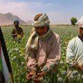 Šokantna činjenica iz Avganistana: Nakon što je američka vojska napustila Avganistan, proizvodnja opijuma je opala za 95%