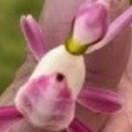 Mislili ste da je u pitanju cvet, ali oči vas varaju Ova prelepa životinja je kraljica kamuflaže! (video)