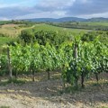 Aprilski mraz u Srbiji uz voće i povrće štetu napravio i u vinogradima