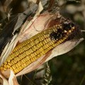 Varga: U subotičkom regionu se očekuju manji prinosi kukuruza zbog tropskih vrućina