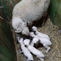 Poskupeli jagnjići i jarići na stočnim pijacama: Cena junadi nastavlja da raste, jedino je sa prasićima drugačije