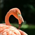 Ružičasta pretnja po italijanski rižoto: Flamingosi se doselili tamo gde ih pre nije bilo i ugrožavaju useve pirinča