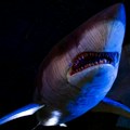 Megalodon: Najveći morski predator koji je izgledao kao iz horor filma i težio i do 70 tona