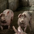 Srpske svinje, afrička kuga: Opasnost je još tu