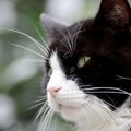 Požari u Francuskoj spojili mačka i vlasnicu posle 17 godina: Mocart pronađen zahvaljujući mikročipu