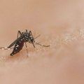 Batut: Registrovana prva dva slučaja groznice Zapadnog Nila ove godine u Srbiji