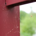 Пауци у кући нису знак прљавштине: Ево зашто их баш сада виђамо све чешће и шта њихово присуство заправо значи