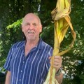 Месецима је расло испод земље, а када га је извадио, уследио је шок: Резултат запањио и искусног баштована