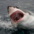 Ајкула убила руса код Хургаде: Његови отац и девојка посматрали ужас са плаже - није му било спаса!