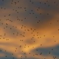 Grad Zagreb će u prirodu ispustiti 100.000 sterilnih komaraca mužjaka uvezenih iz Italije