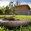 Џиновска змија насмрт преплашила Новосађанку