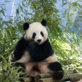 FOTO: Džinovska panda u berlinskom zoo vrtu čeka blizance