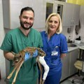 Doktora ortopeda hitno pozvali da izađe ispred bolnice, tamo ga sačekao nesvakidašnji pacijent i počela je borba za život…