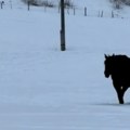 Internet poludeo zbog optičke iluzije Niko ne može da odredi u kom pravcu ide konj, izbila svađa u komentarima! (video)