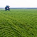 Пшеница у фази влатања обећава добар род