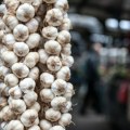 Mnogi se pitaju da li je opasno: Evo da li smete da jedete proklijali beli luk