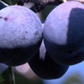 Berićetna godina za šljivu u Kolubarskom okrugu