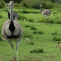 Emu pobegao iz zoološkog vrta u Japanu