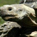 Tajna večne mladosti krije se u kornjači od 194 godine: Naučnici otkrili genetsku mapu koja može da zaustavi starenje