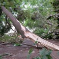 Olujno nevreme zahvatilo Banjaluku, u centru grada vetar oborio drveće
