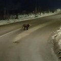 Posle srndaća i lisica prošetala Svrljigom (VIDEO)