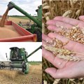 (Foto, video) žetva pšenice ide dobro, a spoticanje je u otkupu Evo koliko nude otkupljivači, a koliko traže ratari