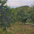 (Foto) Srbija šampion Evrope po proizvodnji šljive! Zasadi se zelene i plave na preko 70.000 hektara