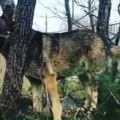 Vuk napao dete (5) u selu kod štrpca: Evo u kom stanju se nalazi mališan, meštani u strahu od divljih zveri: "Medvedi i vukovi…